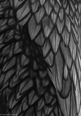 Textures