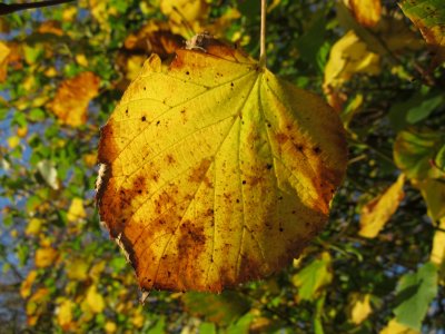 Autumn in Yorkshire