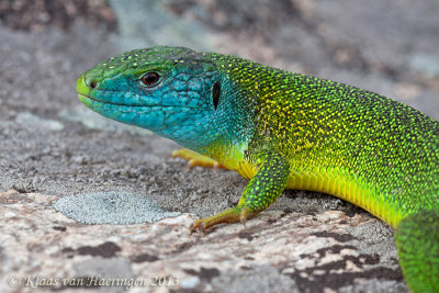 Westelijke smaragdhagedis / Western Green Lizard