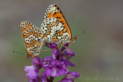 Veldparelmoervlinder - Glanville Fritillary - Melitaea cinxia