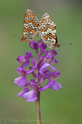 Veldparelmoervlinder - Glanville Fritillary - Melitaea cinxia