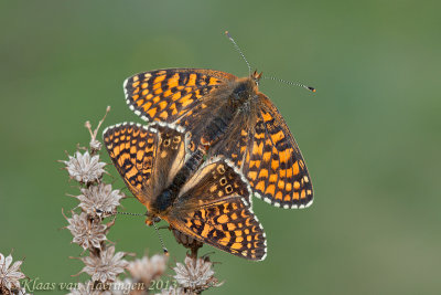 Veldparelmoervlinder - Glanville Fritillary - Melitaea cinxia