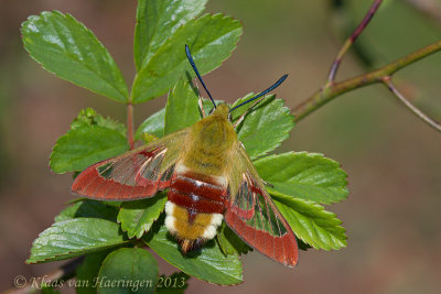 Glasvleugelpijlstaart / Broad-borded Bee Hawk-moth
