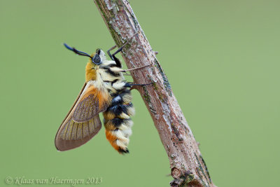 Hommelvlinder - Narrow-bordered Bee Hawk-moth - Hemaris tityus