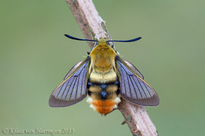 Hommelvlinder - Narrow-bordered Bee Hawk-moth - Hemaris tityus