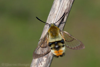 Hommelvlinder - Narrow-bordered Bee Hawk-moth - Hemaris tityus