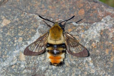 Hommelvlinder - Narrow-bordered Bee Hawk-moth - Hemaris tityus