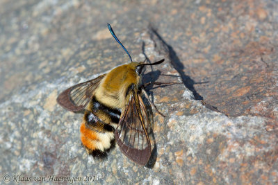 Hommelvlinder - Narrow-bordered Bee Hawk-moth - Hemaris tityus