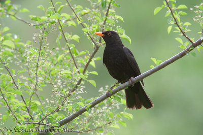 Merel / Blackbird