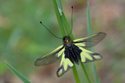 Vlinderhaft - Owlfly - Ascalaphus libelluloides