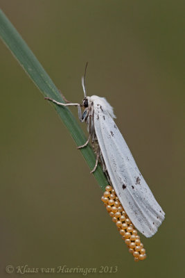 Grasbeertje - Speckled Footman - Coscinia cribraria 