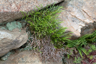 Noordse streepvaren - Northern Spleenwort - Asplenium septentrionale