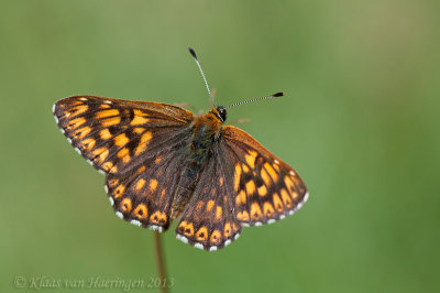 Sleutelbloemvlinder / Duke of Burgundy