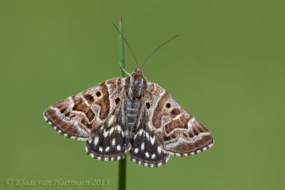 Mi-vlinder / Mother Shipton Moth