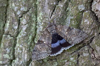 Blauw weeskind - Blue underwing - Catocala fraxini