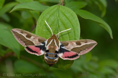 Smoky Spurge Hawk-moth - Hyles dahlii