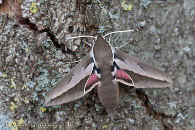 Duindoornpijlstaart / Seathorn Hawk-moth