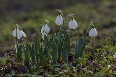 Sneeuwklokje - Common Snowdrop - Galanthus nivalis