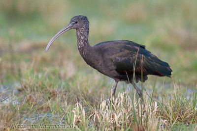 Zwarte Ibis / Glossy Ibis