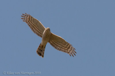 Sperwer - Sparrowhawk - Accipiter nisus
