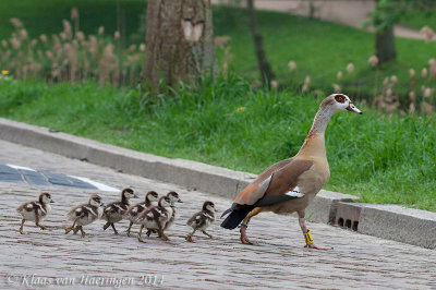 Nijlgans - Egyptian Goose - Alopochen aegyptiaca