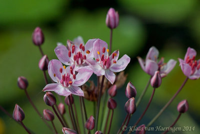 Zwanenbloem - Flowering Rush - Butomus umbellatus