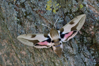 Sphingidae