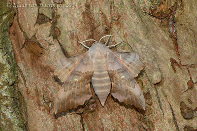Populierenpijlstaart - Poplar Hawk-moth - Laothoe populi