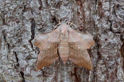 Populierenpijlstaart - Poplar Hawk-moth - Laothoe populi