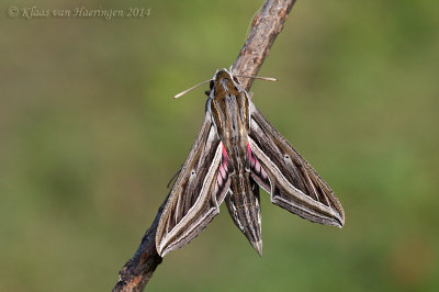 Wingerdpijlstaart / Silver-striped Hawkmoth