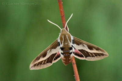 Barbary Spurge Hawk-moth - Hyles tithymali tithymali