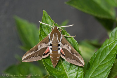 Barbary Spurge Hawk-moth - Hyles tithymali