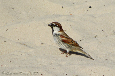 Spaanse Mus - Spanish Sparrow - Passer hispaniolensis