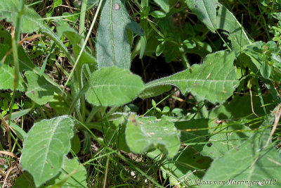 Hommelvlinder - Narrow-bordered Bee Hawk-moth - Hemaris tityus