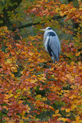 Blauwe reiger - Grey Heron - Ardea cinerea