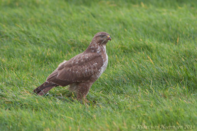 Buizerd - Buzzard - Buteo buteo