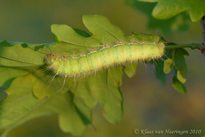 Herfstnachtpauwoog - Autumn Emperor Moth - Perisomena caecigena