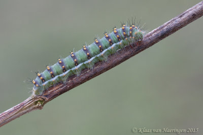 Andalusische nachtpauwoog - Andalusian Emperor Moth - Saturnia josephinae