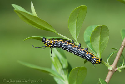 European Owl Moth - Acanthobrahmaea europaea