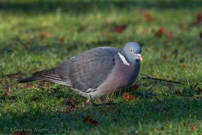 Houtduif - Wood Pigeon - Columba palumbus