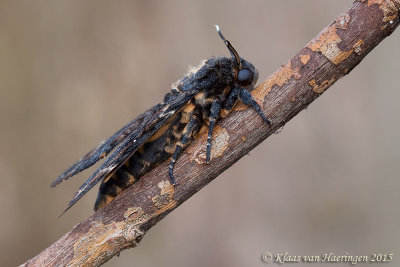 Doodshoofdvlinder - Death's Head Hawk-moth - Acherontia atropos