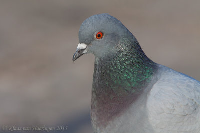 Stadsduif / Domestic Pigeon
