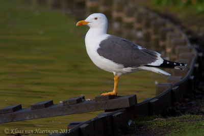 Kleine mantelmeeuw / Lesser Black-backed Gull