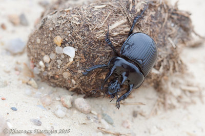 Driehoornmestkever - Minotaur Beetle - Typhaeus typhoeus