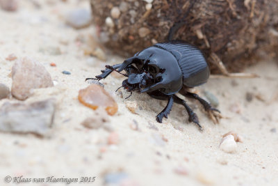 Driehoornmestkever - Minotaur Beetle - Typhaeus typhoeus