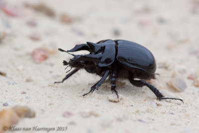Driehoornmestkever / Minotaur Beetle