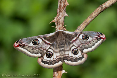 Kleine nachtpauwoog - Emperor Moth - Saturnia pavonia