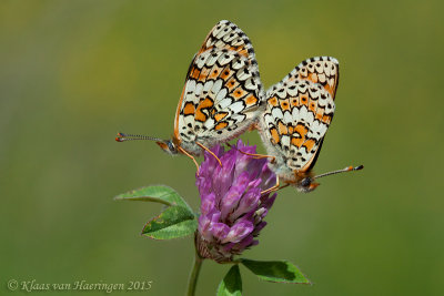 Veldparelmoervlinder - Glanville Fritillary - Melitaea cinxia