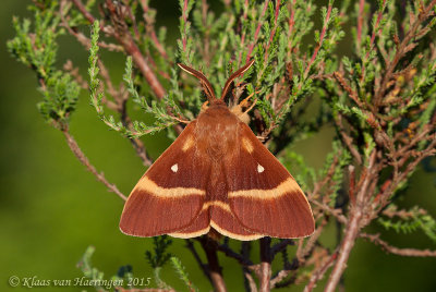 Lasiocampidae