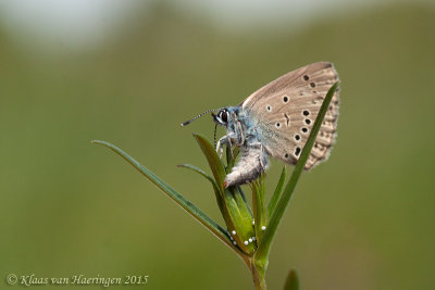 Gentiaanblauwtje - Alcon Blue - Maculinea alcon